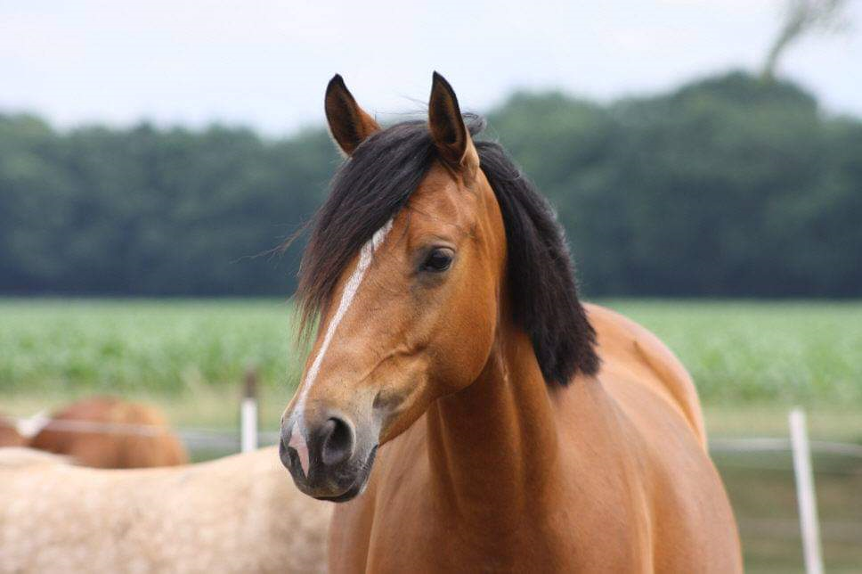 Tierarztpraxis Beel Pferd